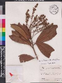 Ardisia foetida image