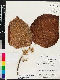 Guettarda roupaliifolia image