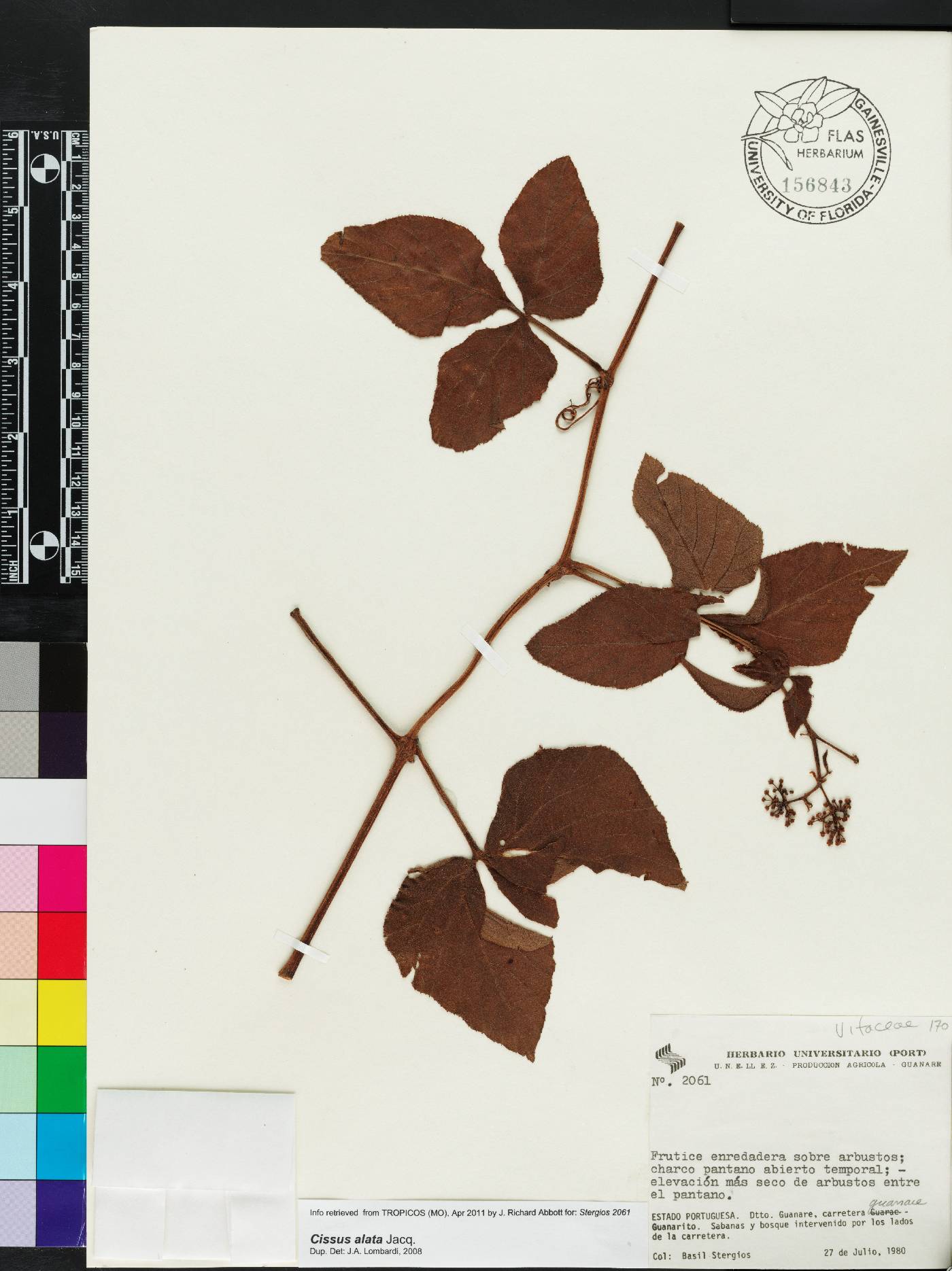 Cissus alata image