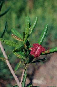 Tabebuia revoluta image