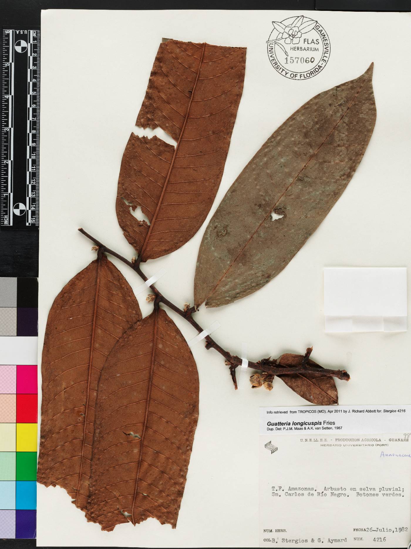 Guatteria longicuspis image