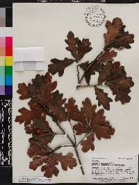 Quercus harbisonii image