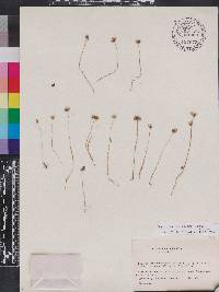 Media resource of Voyriella parviflora