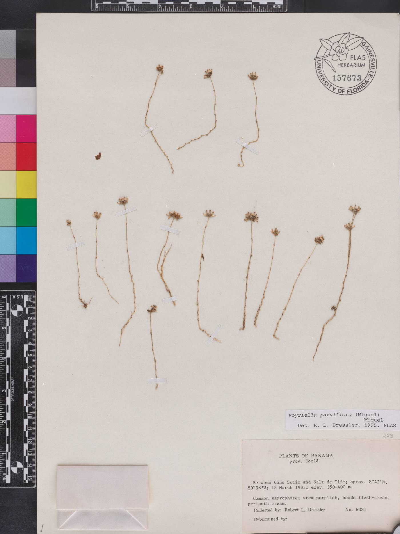 Voyriella parviflora image