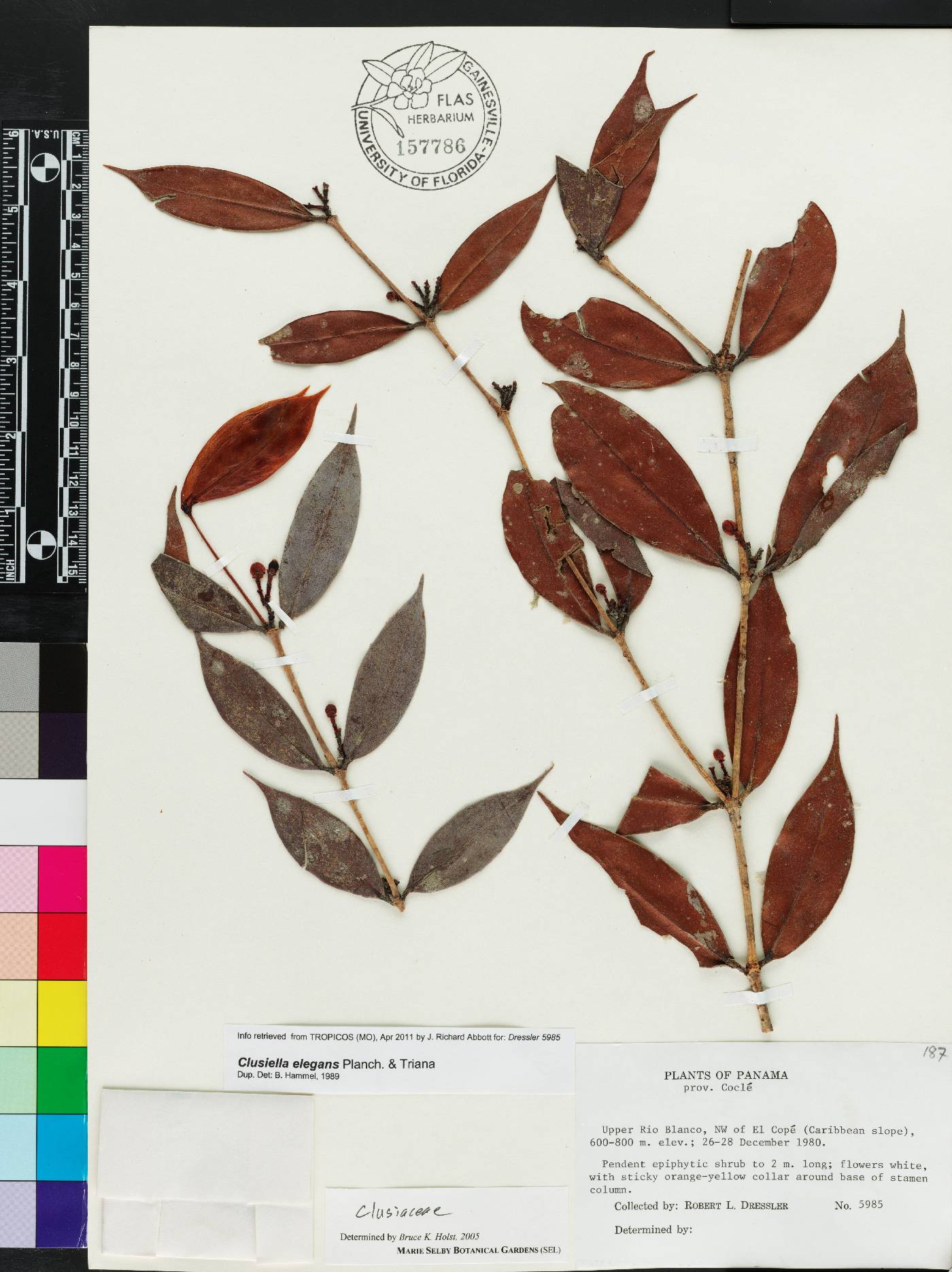 Clusiella elegans image