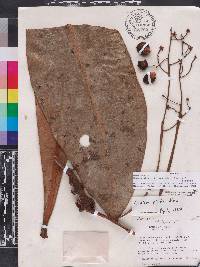 Hymenandra pittieri image