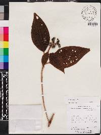Conostegia speciosa image