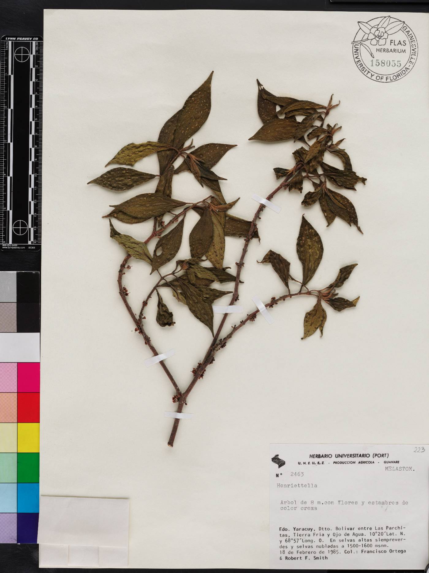 Henriettea tovarensis image