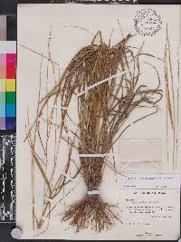 Setaria utowanaea image