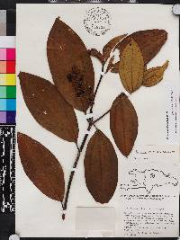 Miconia racemosa image