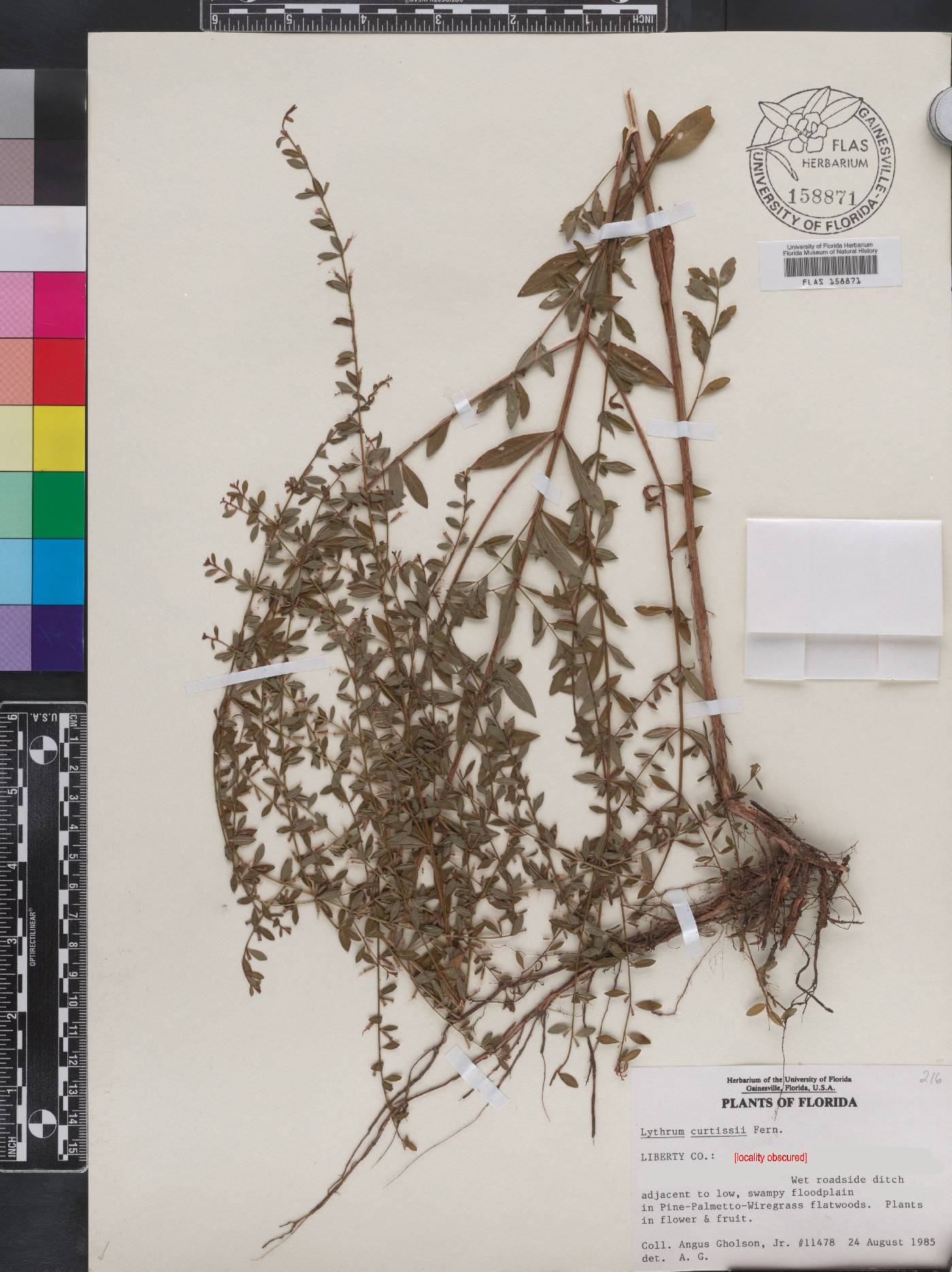 Lythrum curtissii image