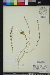 Polygala crenata image