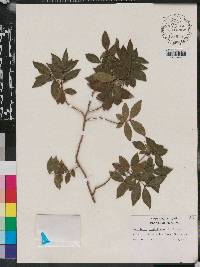 Myrciaria cauliflora image