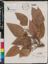 Aleurites moluccana image