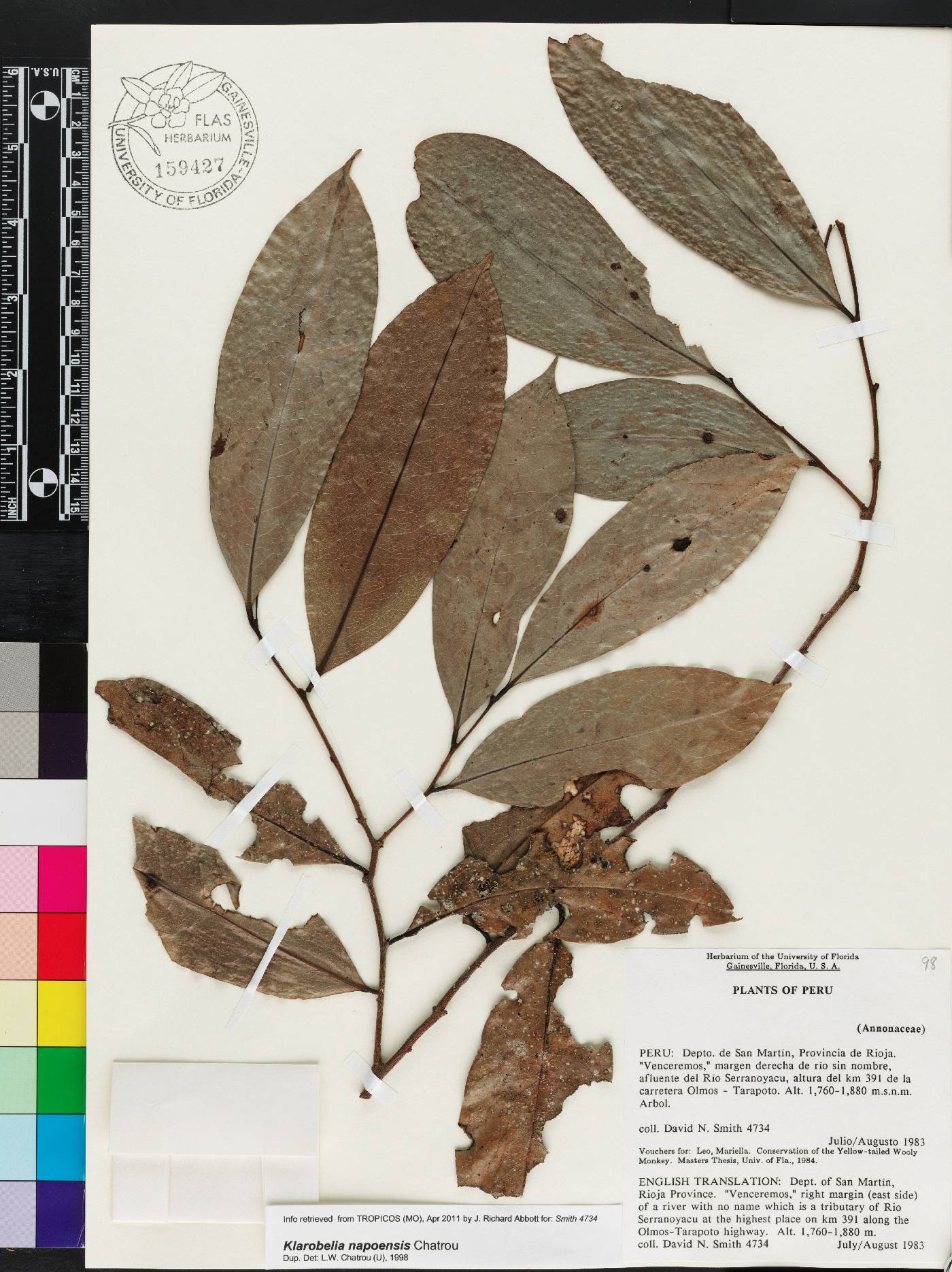 Klarobelia napoensis image