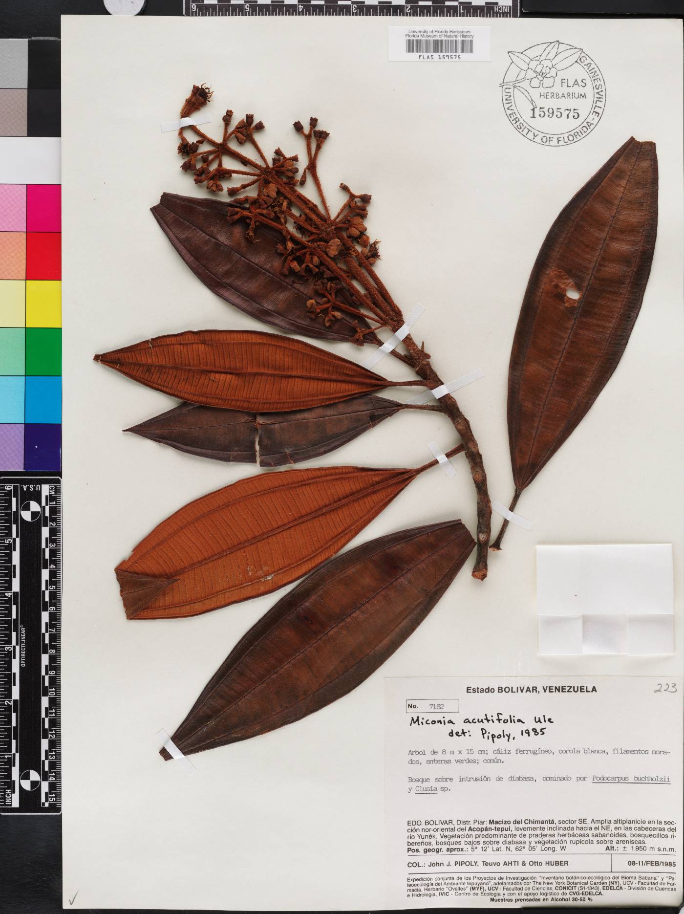 Miconia acutifolia image