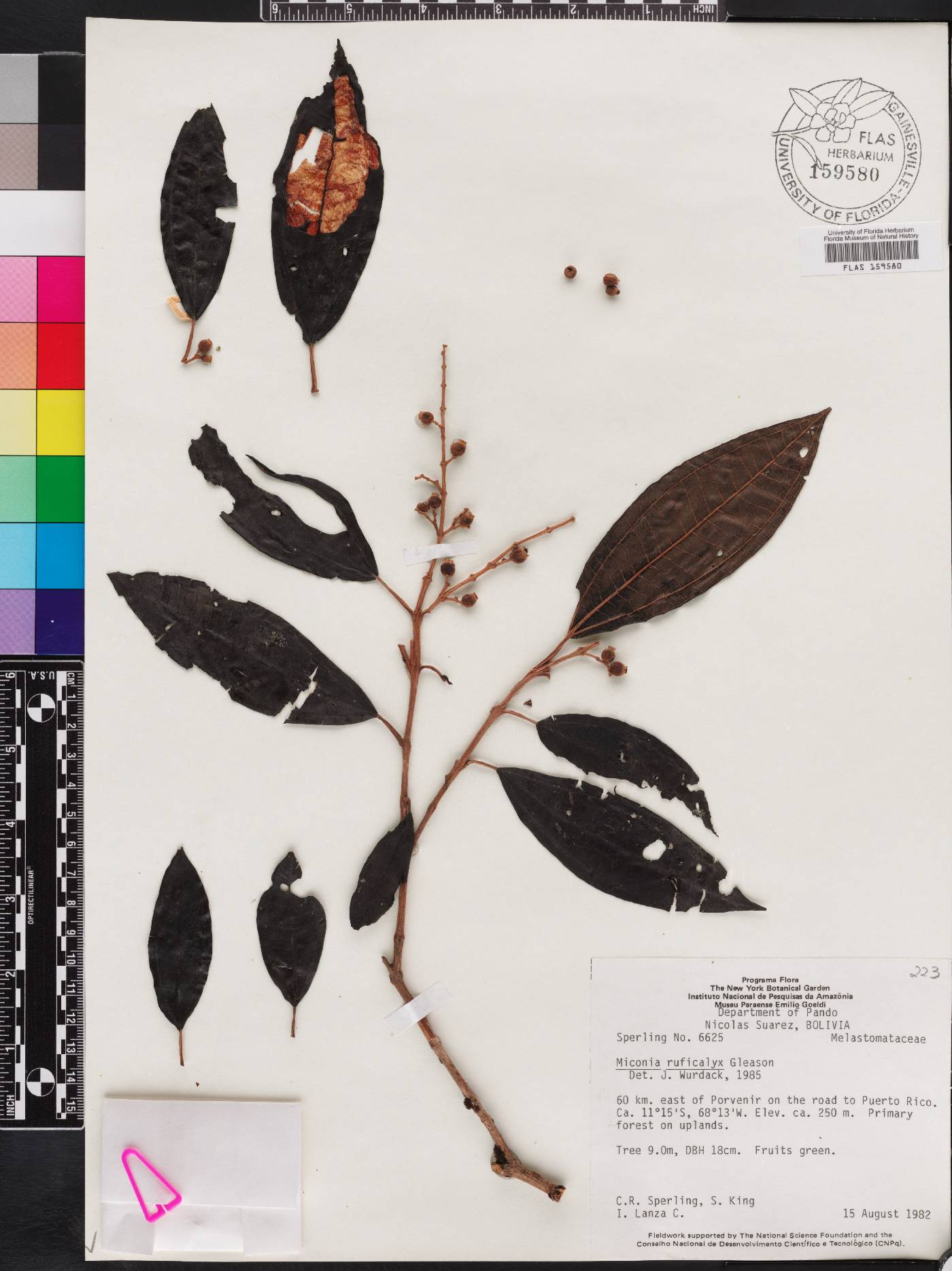 Miconia ruficalyx image