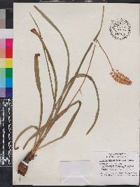 Amianthium muscitoxicum image