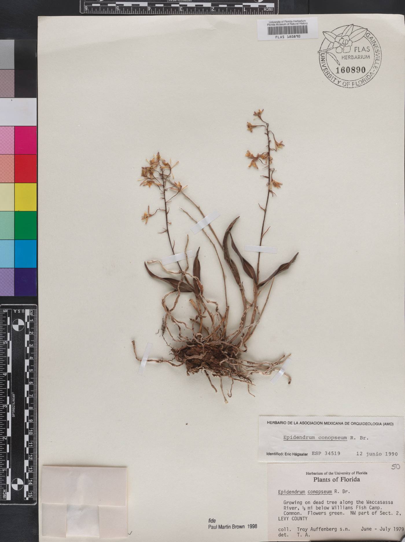 Epidendrum conopseum image