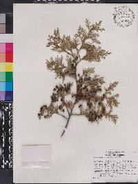 Chamaecyparis thyoides image