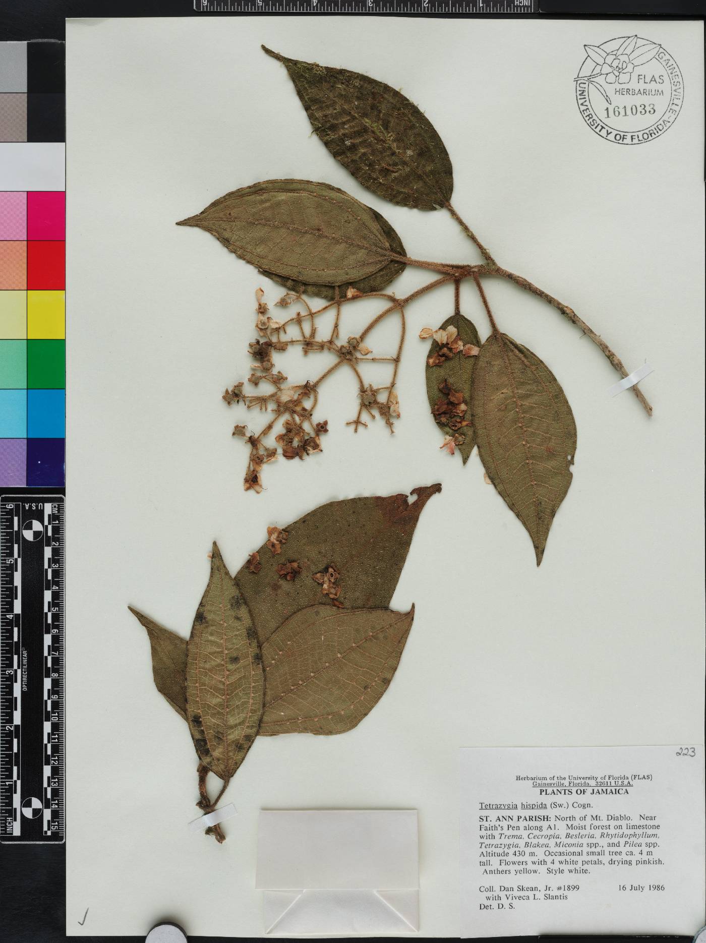 Miconia glandulosa image