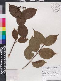 Viburnum alpinum image