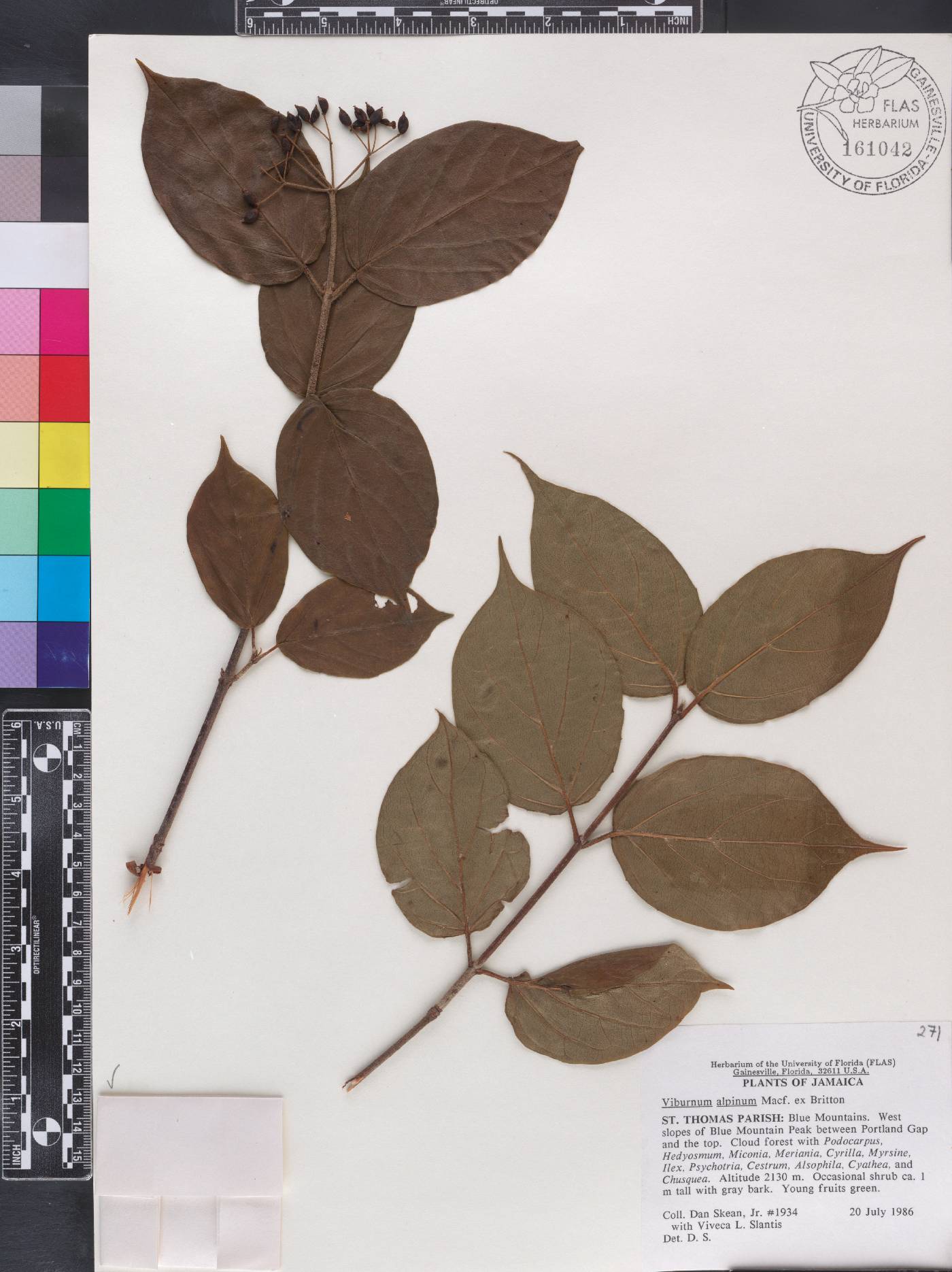 Viburnum alpinum image