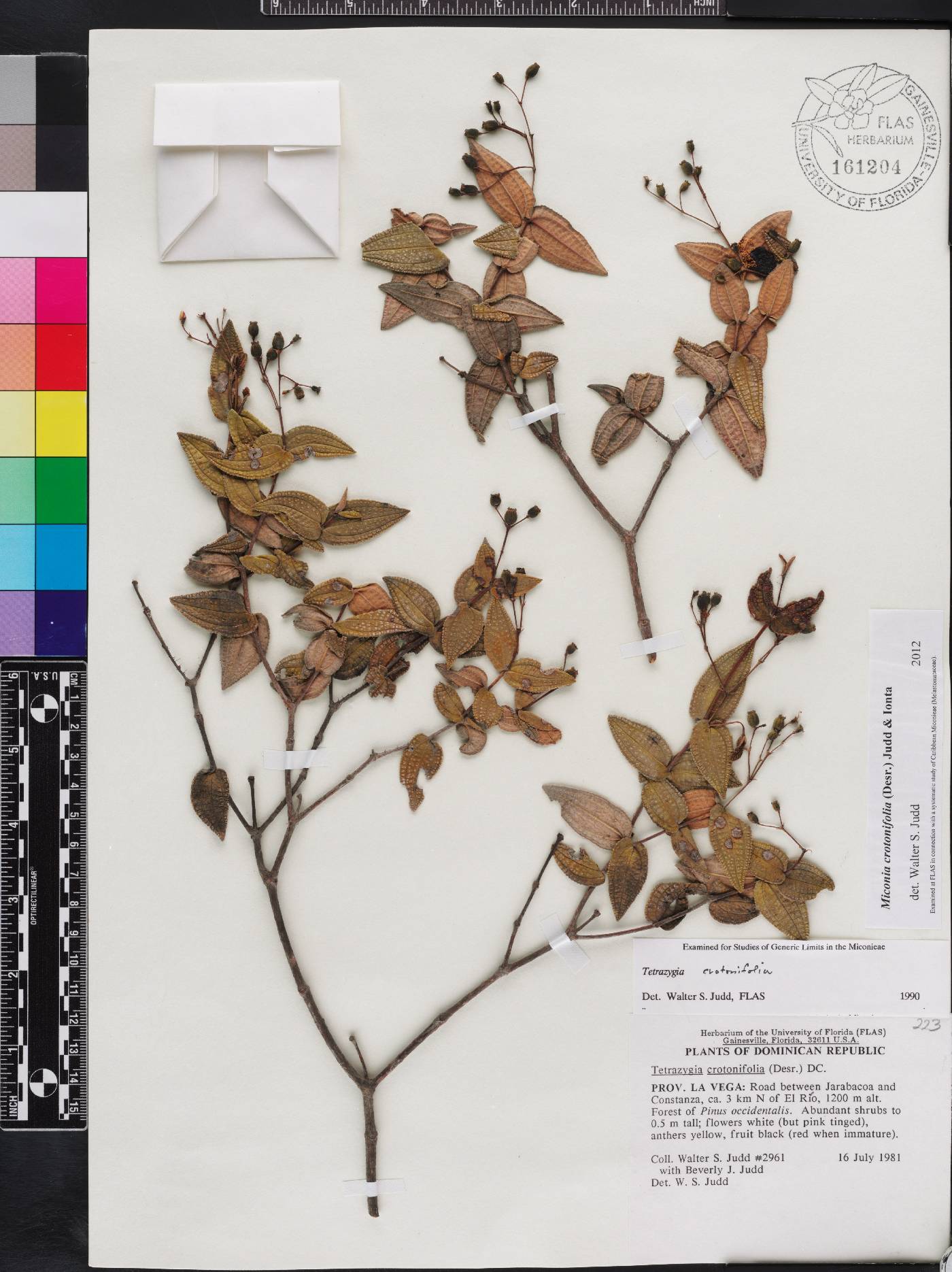 Miconia crotonifolia image