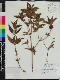 Chaetogastra longifolia image