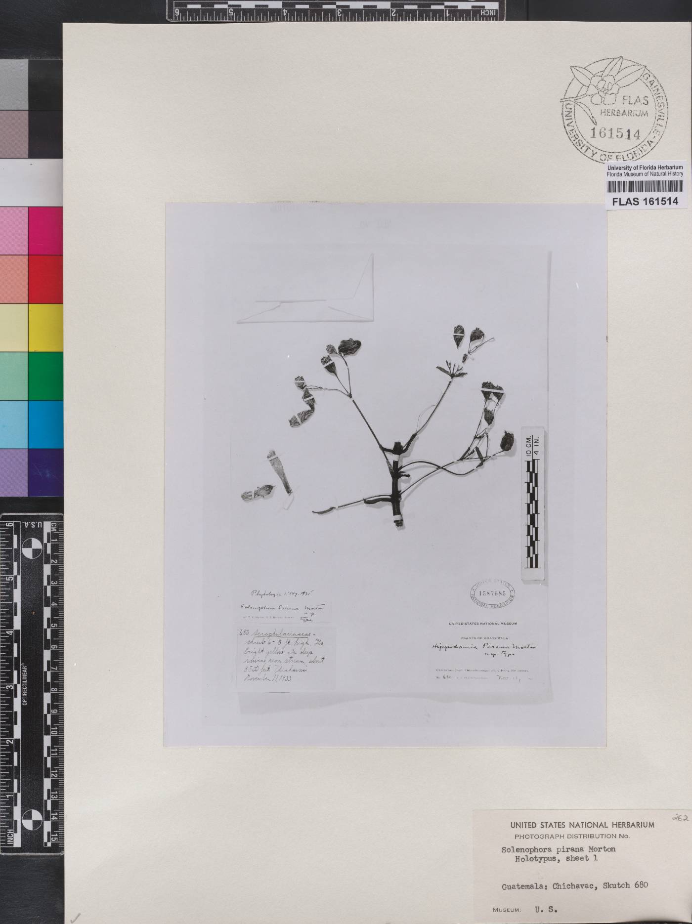 Solenophora pirana image