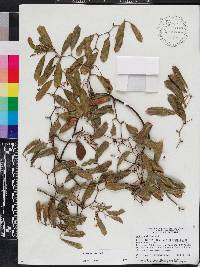 Smilax auriculata image