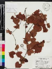 Vitis munsoniana image