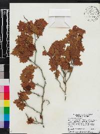 Vitis munsoniana image