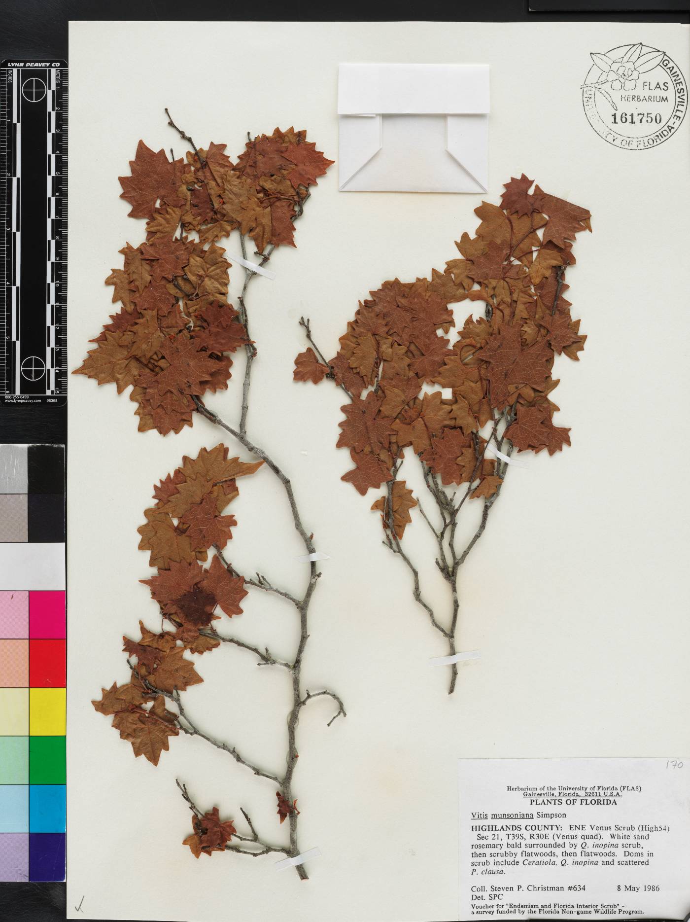 Vitis munsoniana image