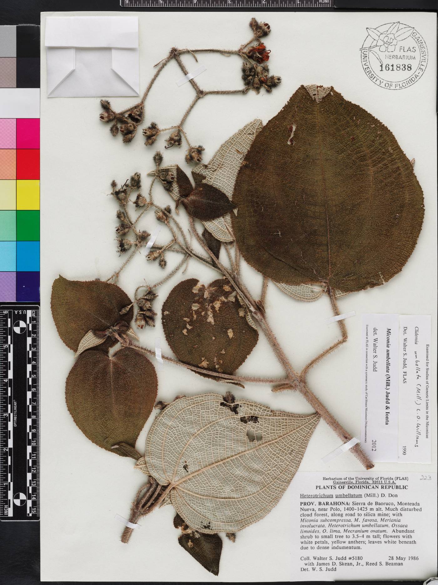 Miconia umbellata image