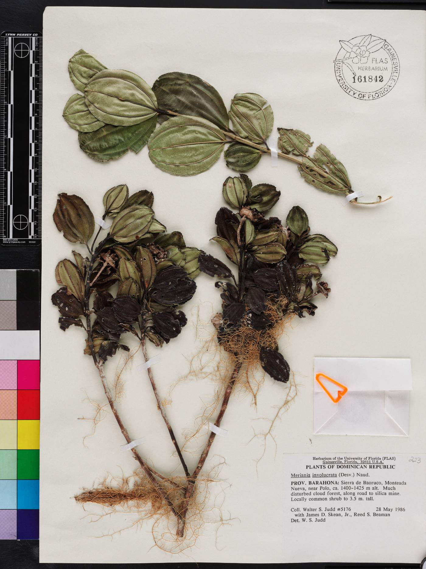 Meriania involucrata image