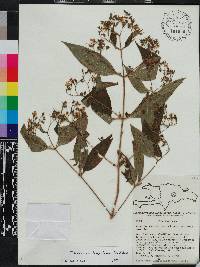 Chaetogastra longifolia image