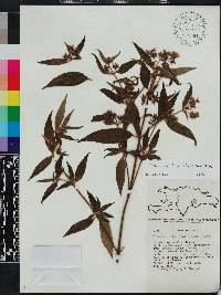 Chaetogastra longifolia image