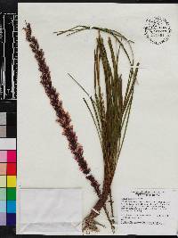 Liatris tenuifolia image