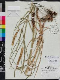 Setaria sphacelata image