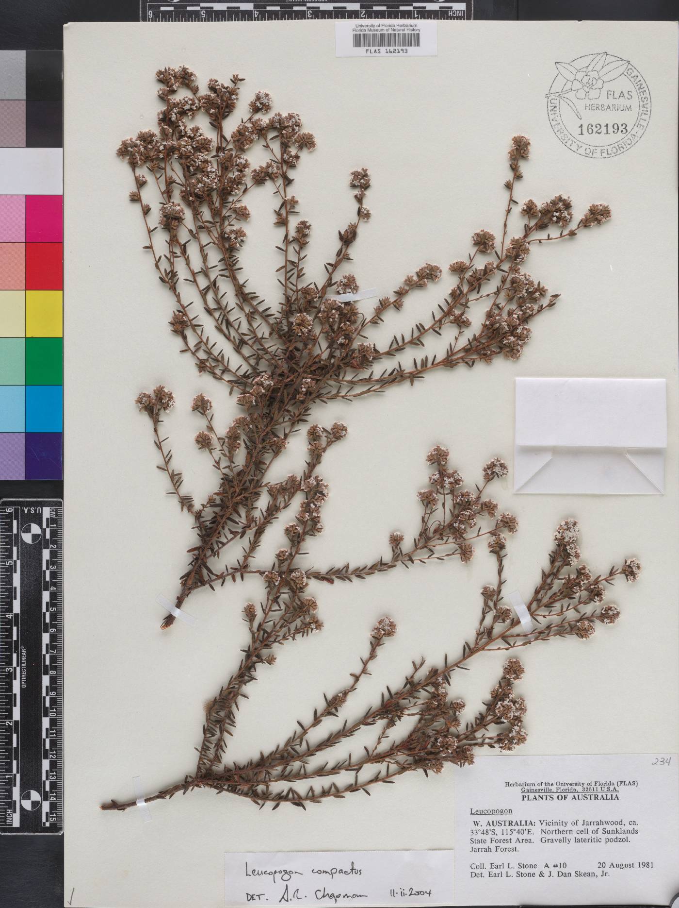 Leucopogon compactus image