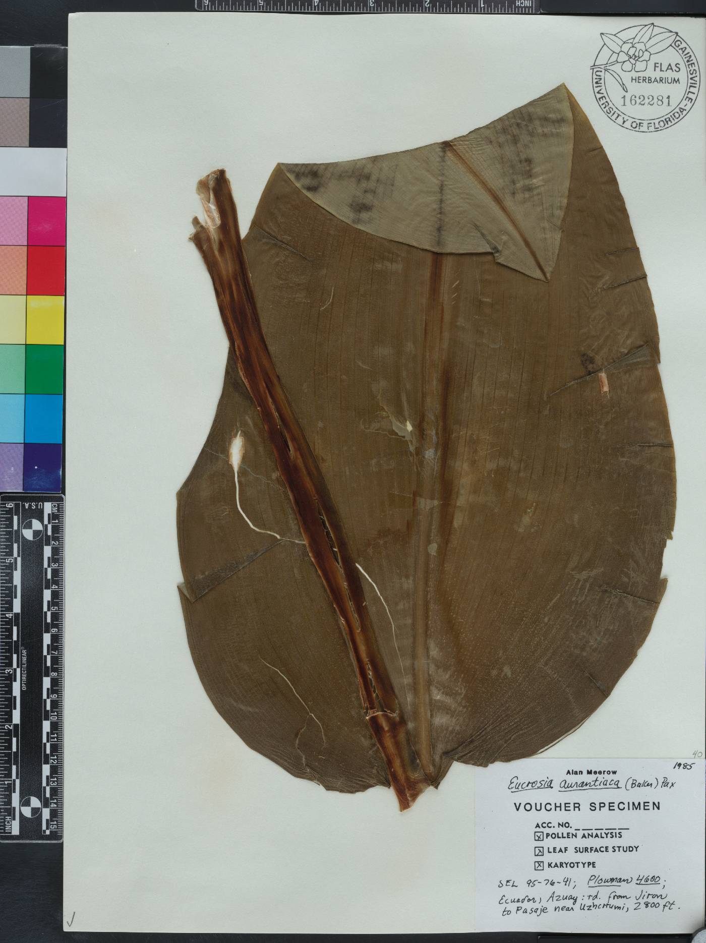 Eucrosia aurantiaca image