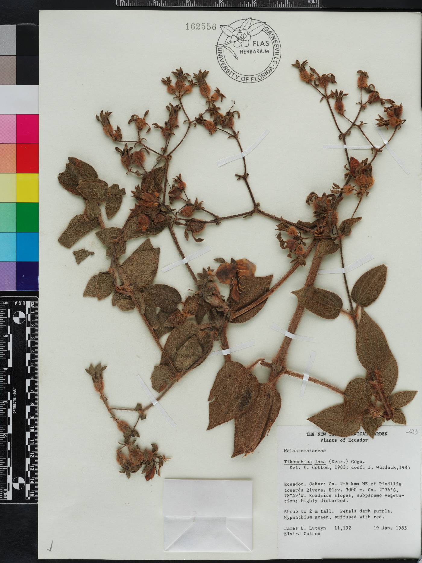 Chaetogastra laxa image