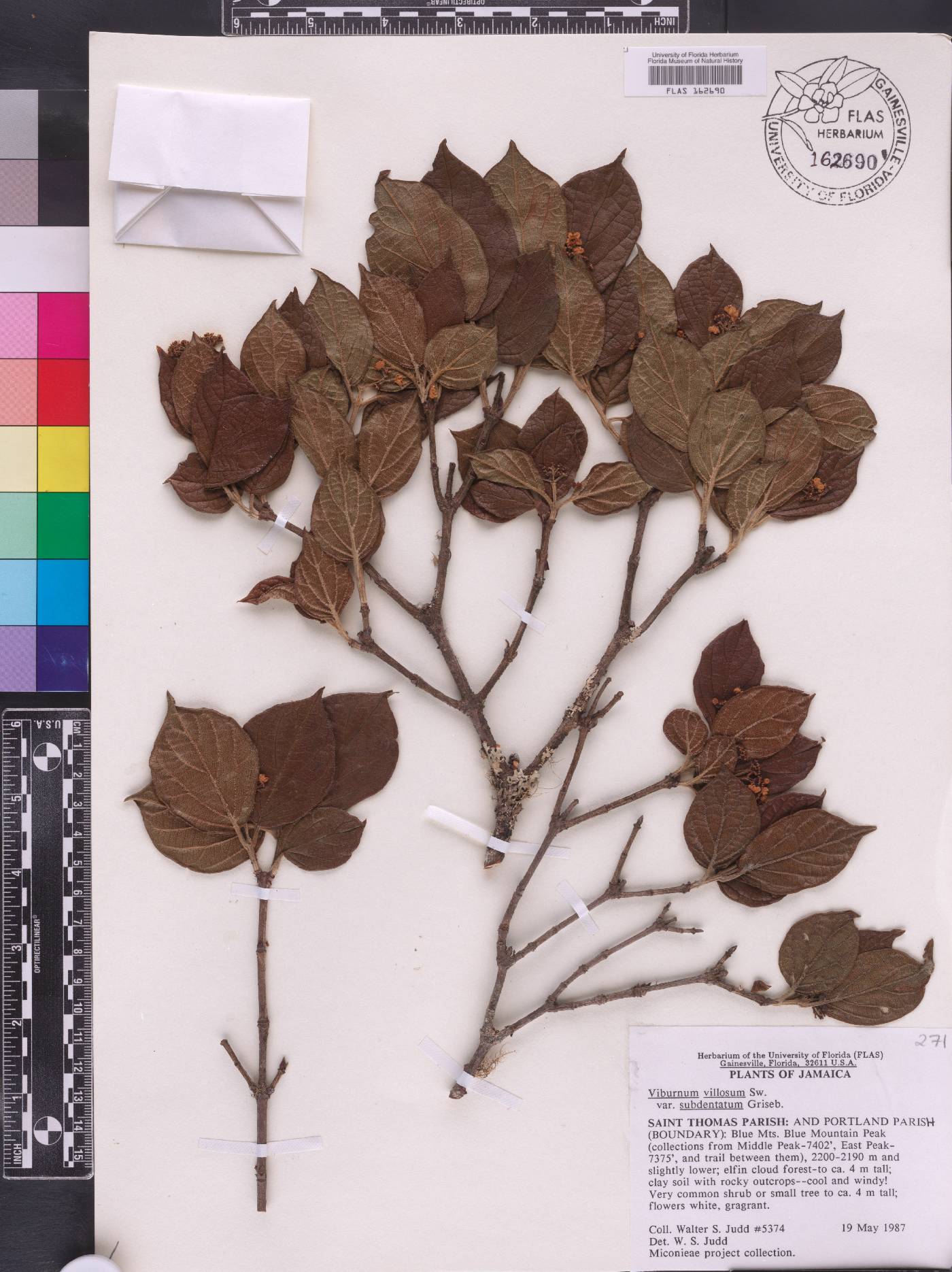Viburnum villosum var. subdentatum image