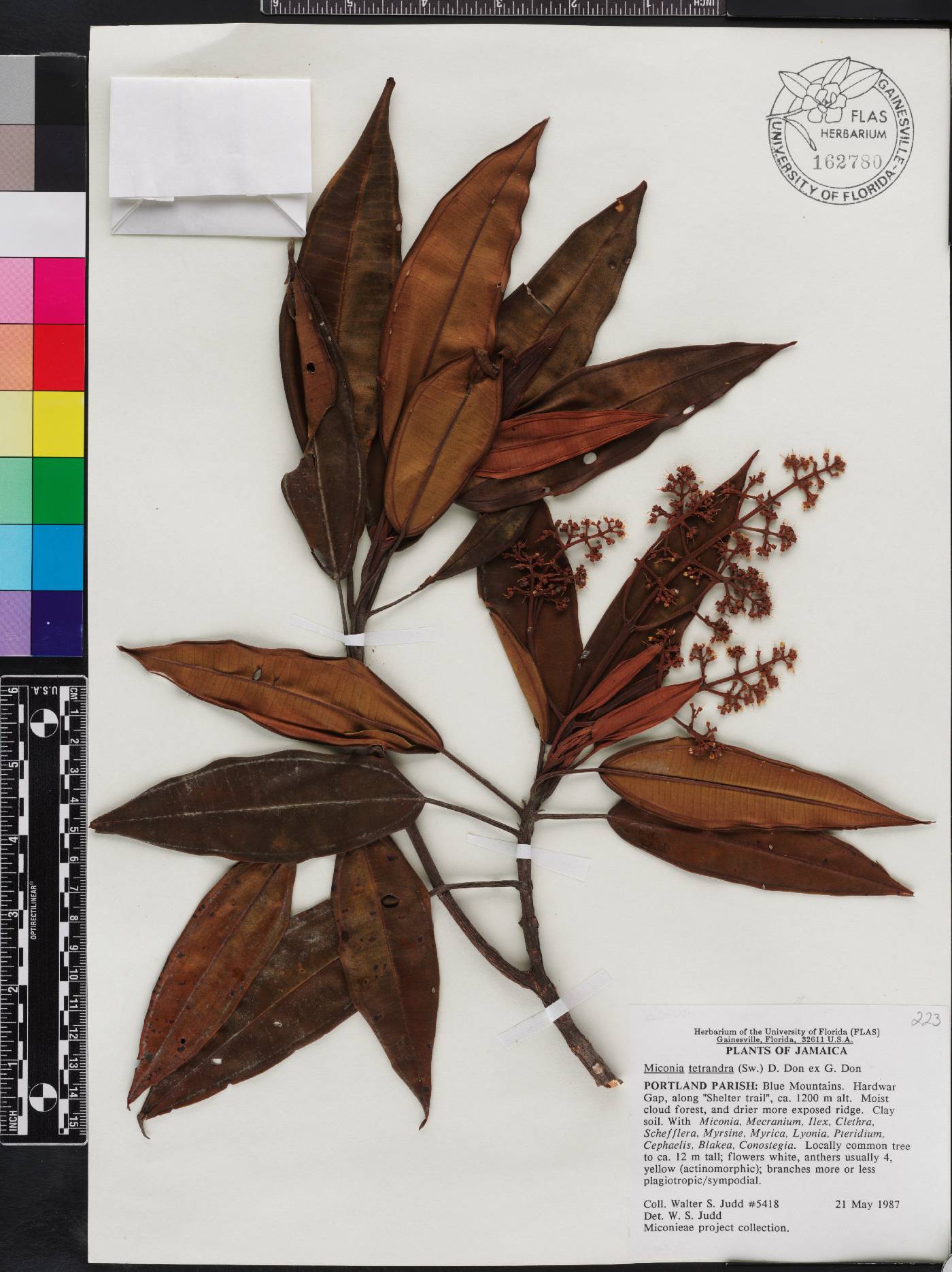 Miconia tetrandra image