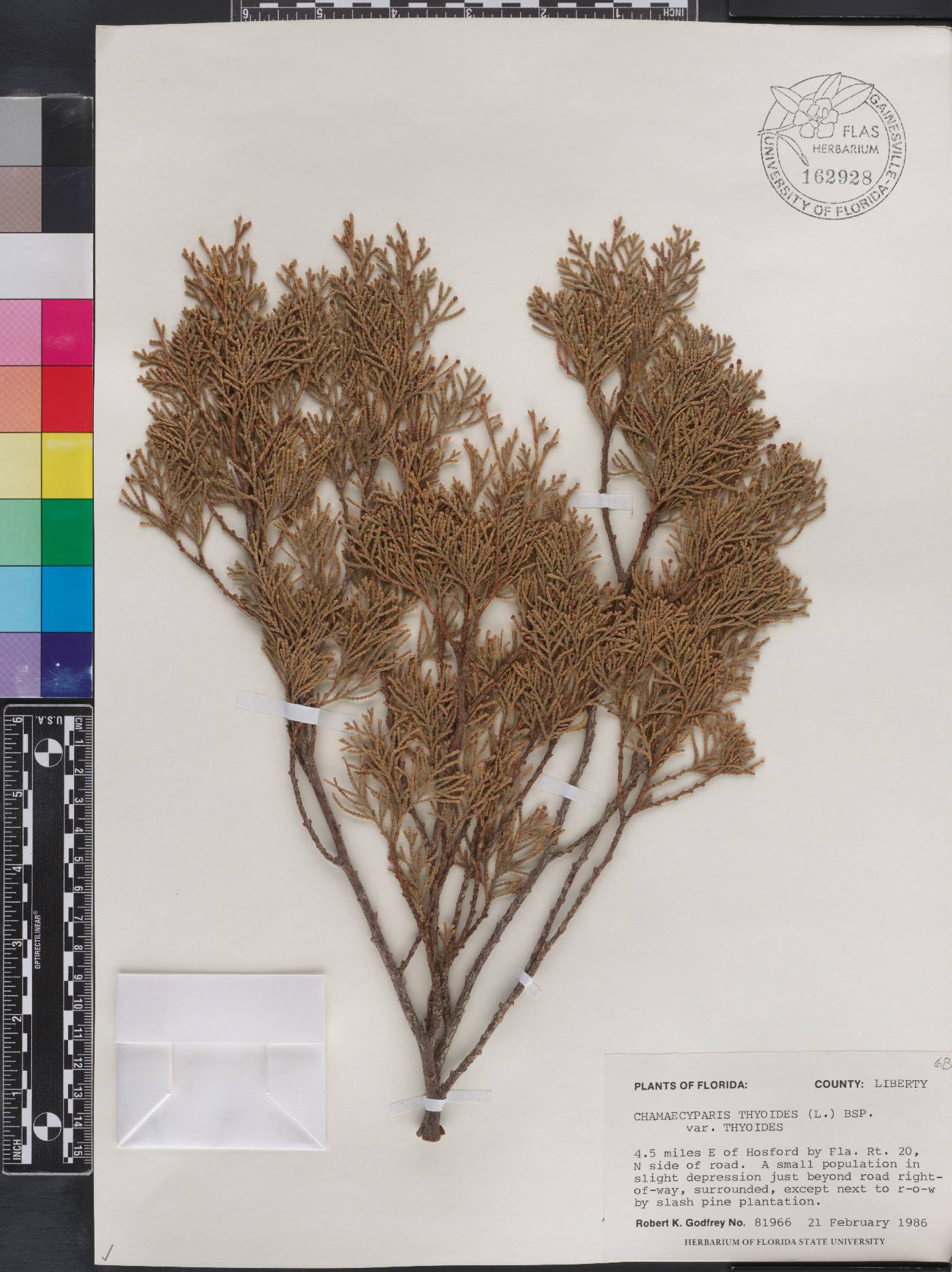 Chamaecyparis thyoides var. thyoides image