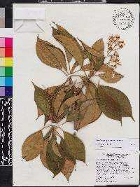Miconia bicolor image