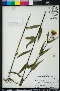 Helianthus hirsutus image