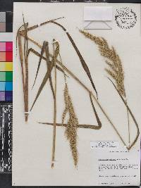 Echinochloa walteri image