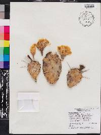 Opuntia humifusa image